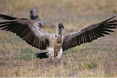 塞尔达风格游戏《TUNIC》大获好评 媒体评分公布