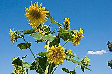 等不及官方消息！玩家自制虚幻5《巫师4》概念预告